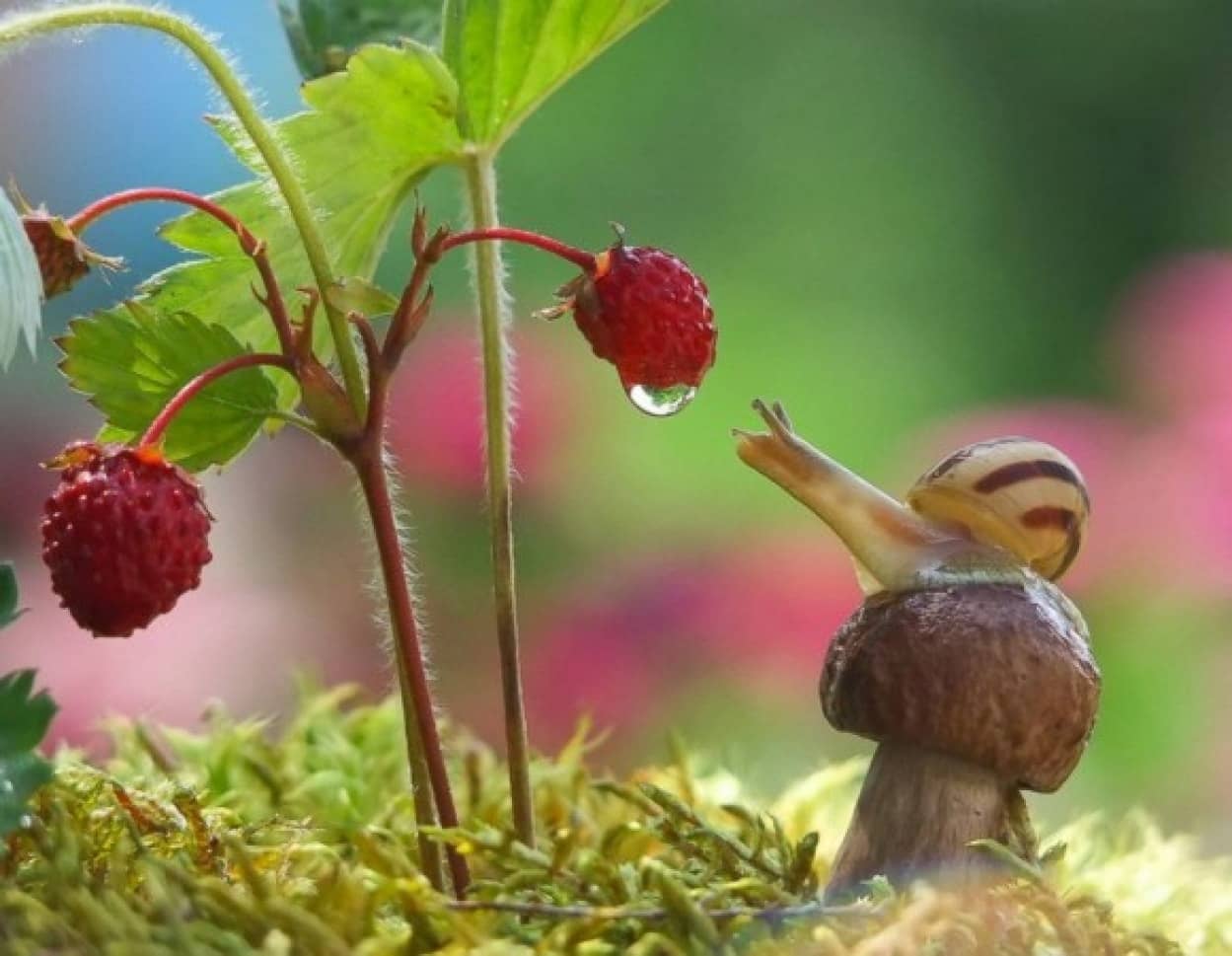 Cute Snail Image