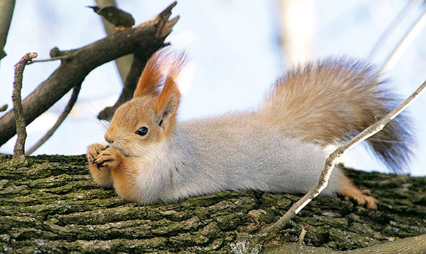 Cute Squirrel Picture