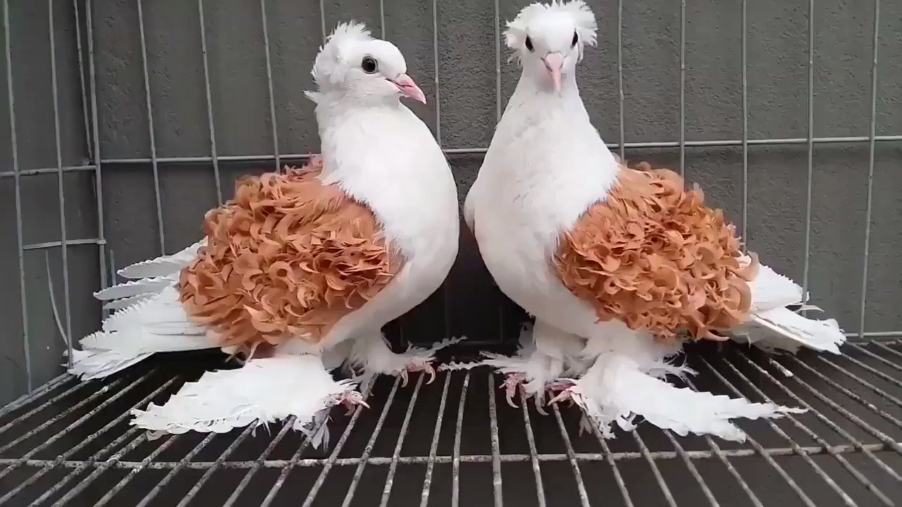 Fancy Pigeon Pair Image
