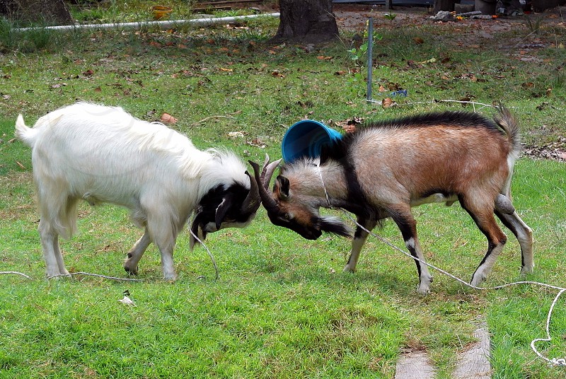 Goat Fighting Photo