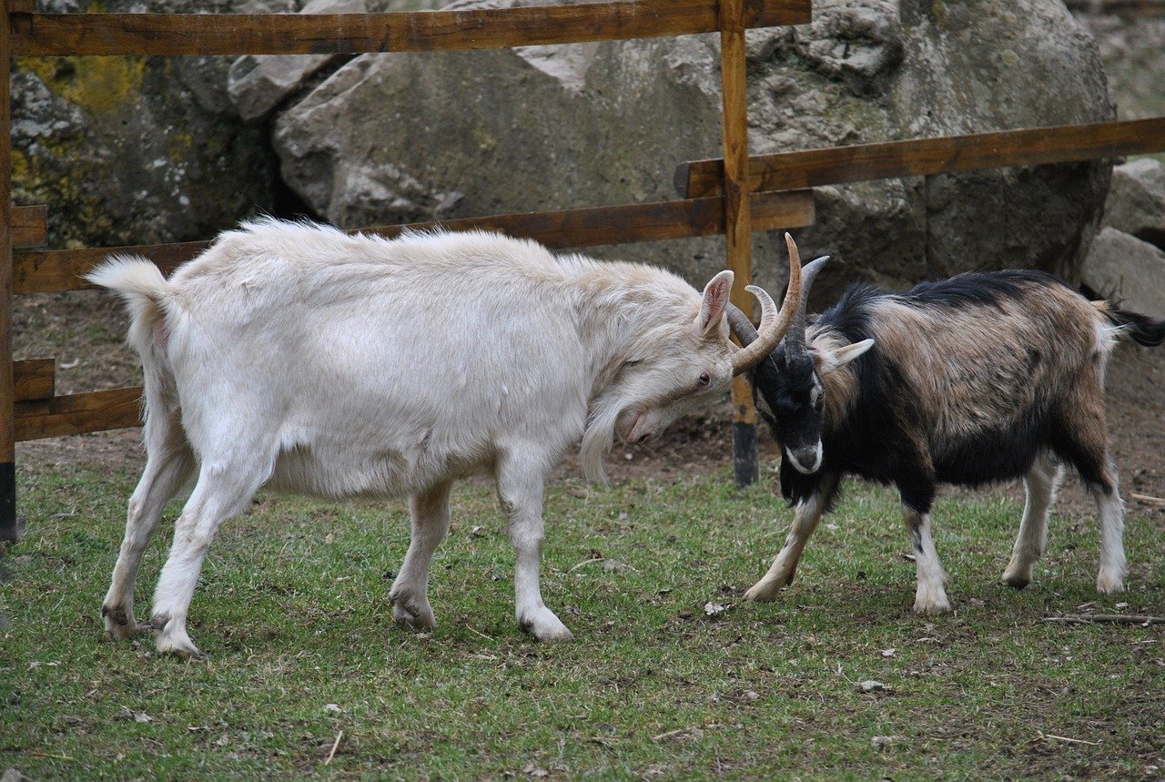 Goats Fighting Image
