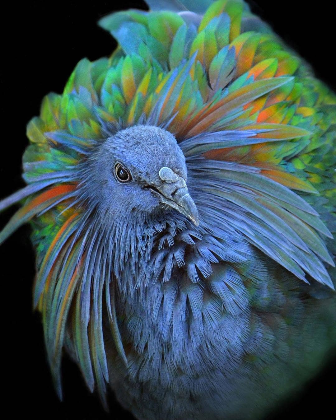 Nicobar Pigeon Image