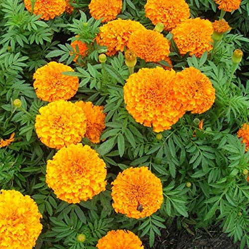 Orange Marigold Flower Image