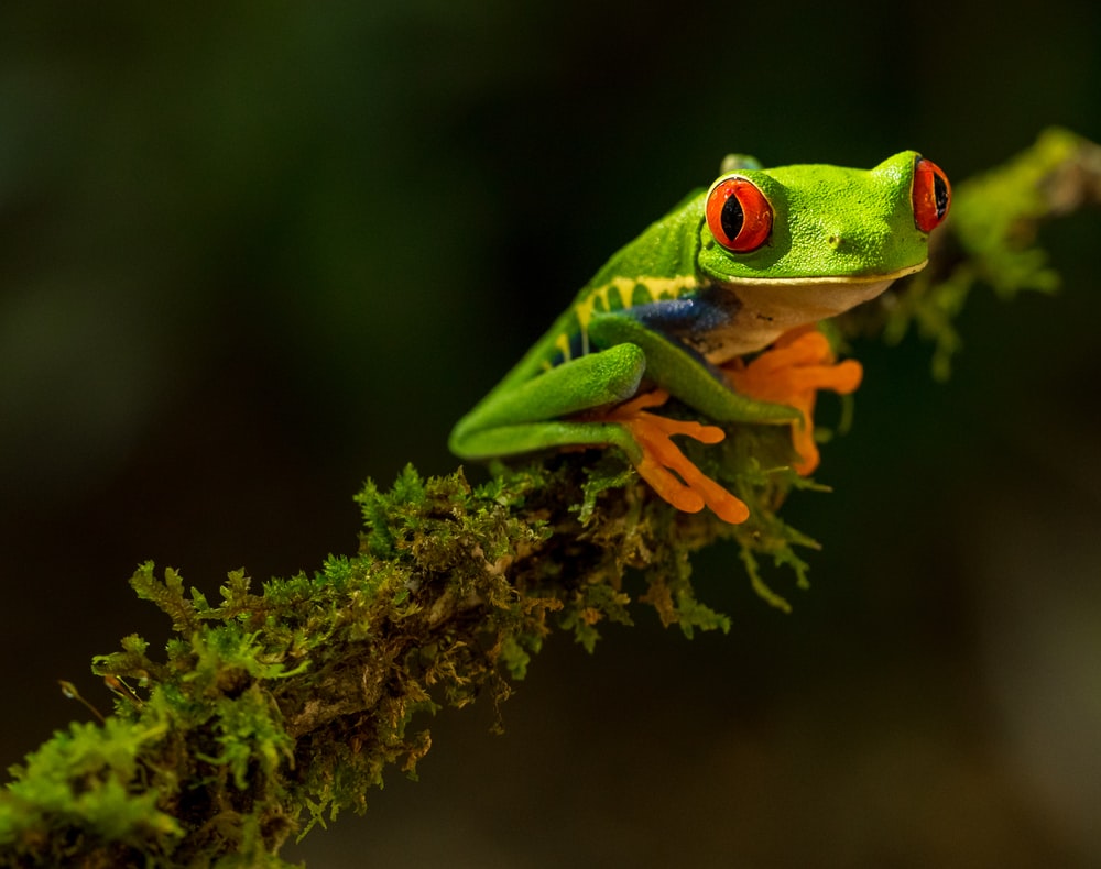 Red Eye Frog Image