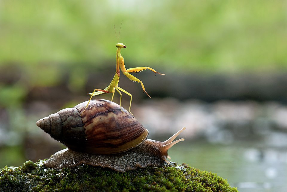 Snail Photography