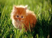 Cat Cute Picture