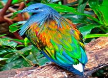 nicobar pigeon colorful pictures