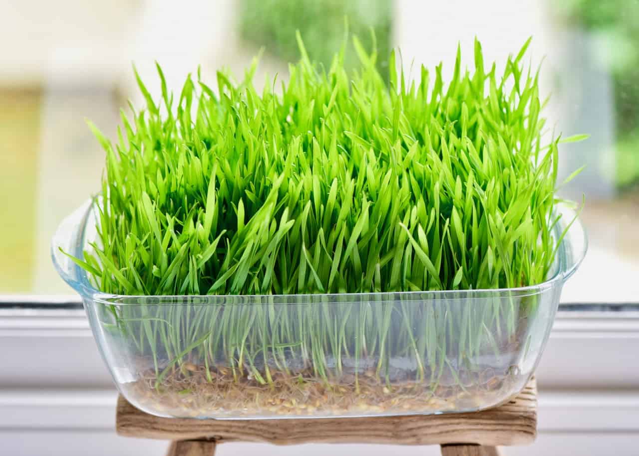 Wheatgrass Microgreen