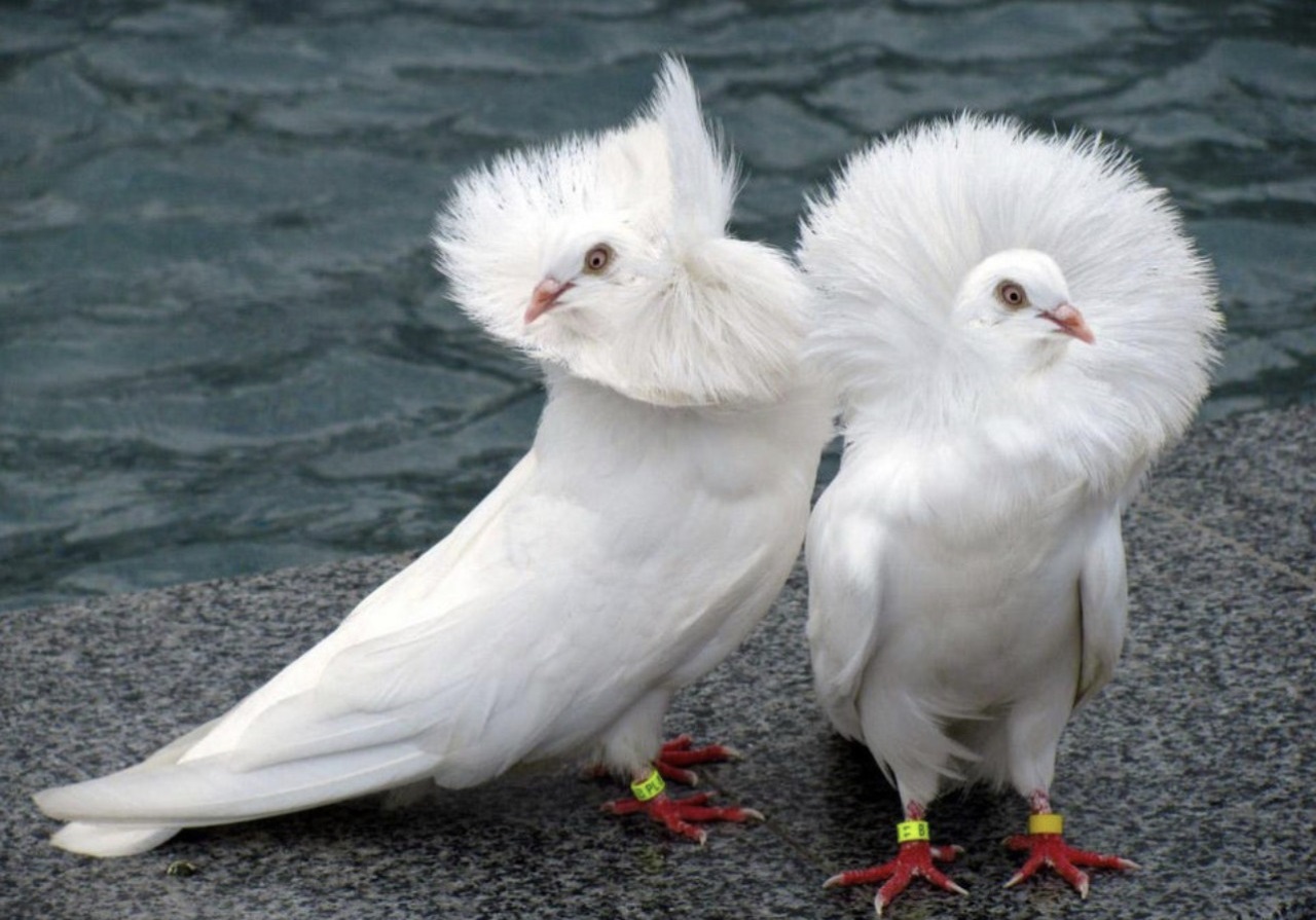 White Fancy Pigeon