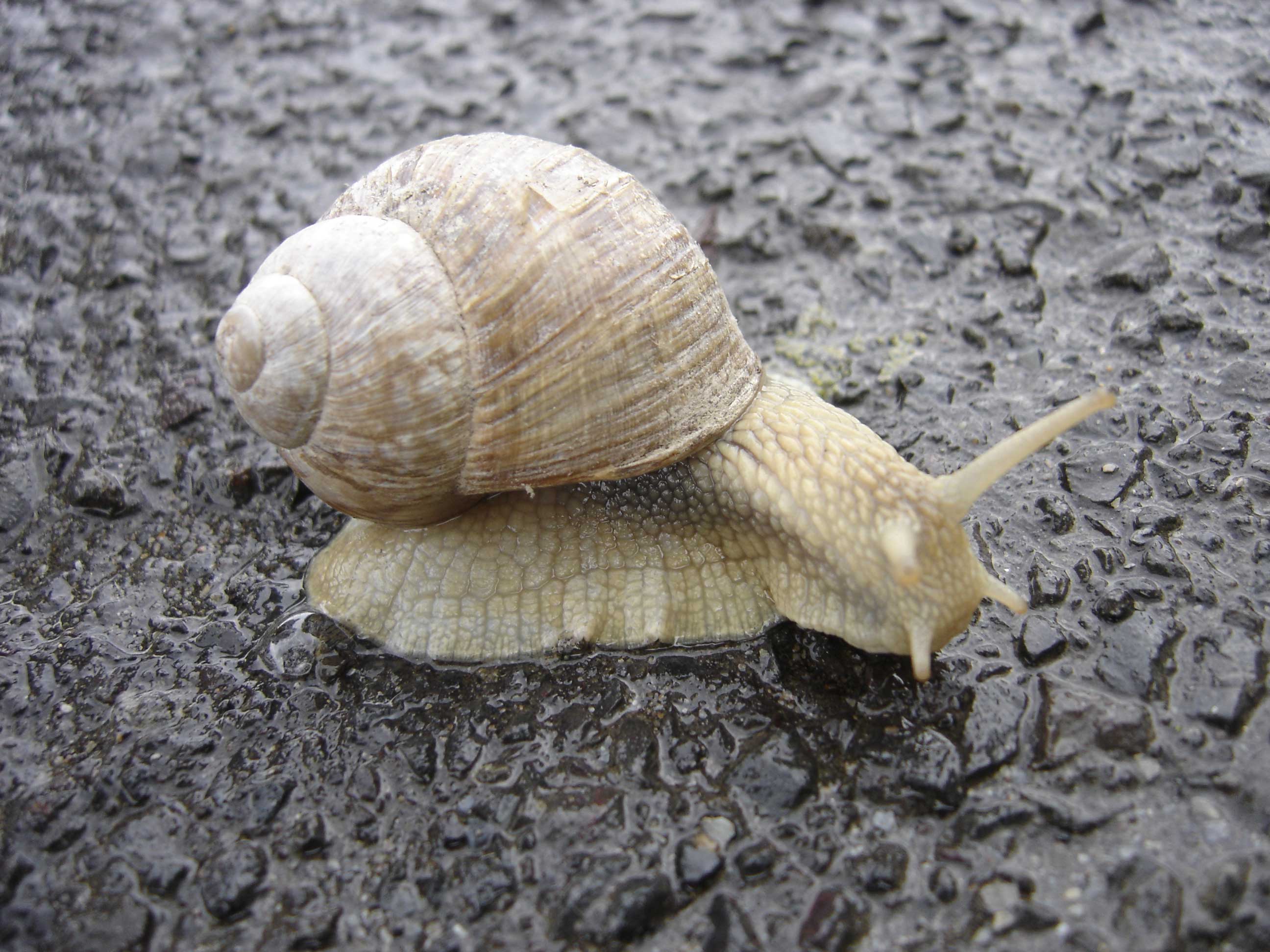 White Snail Image