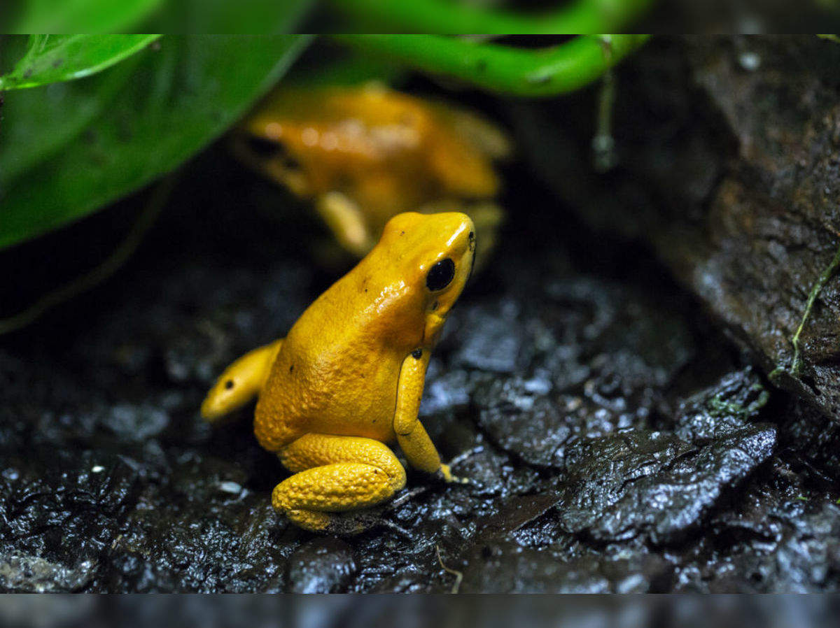 Yellow Color Frog Image