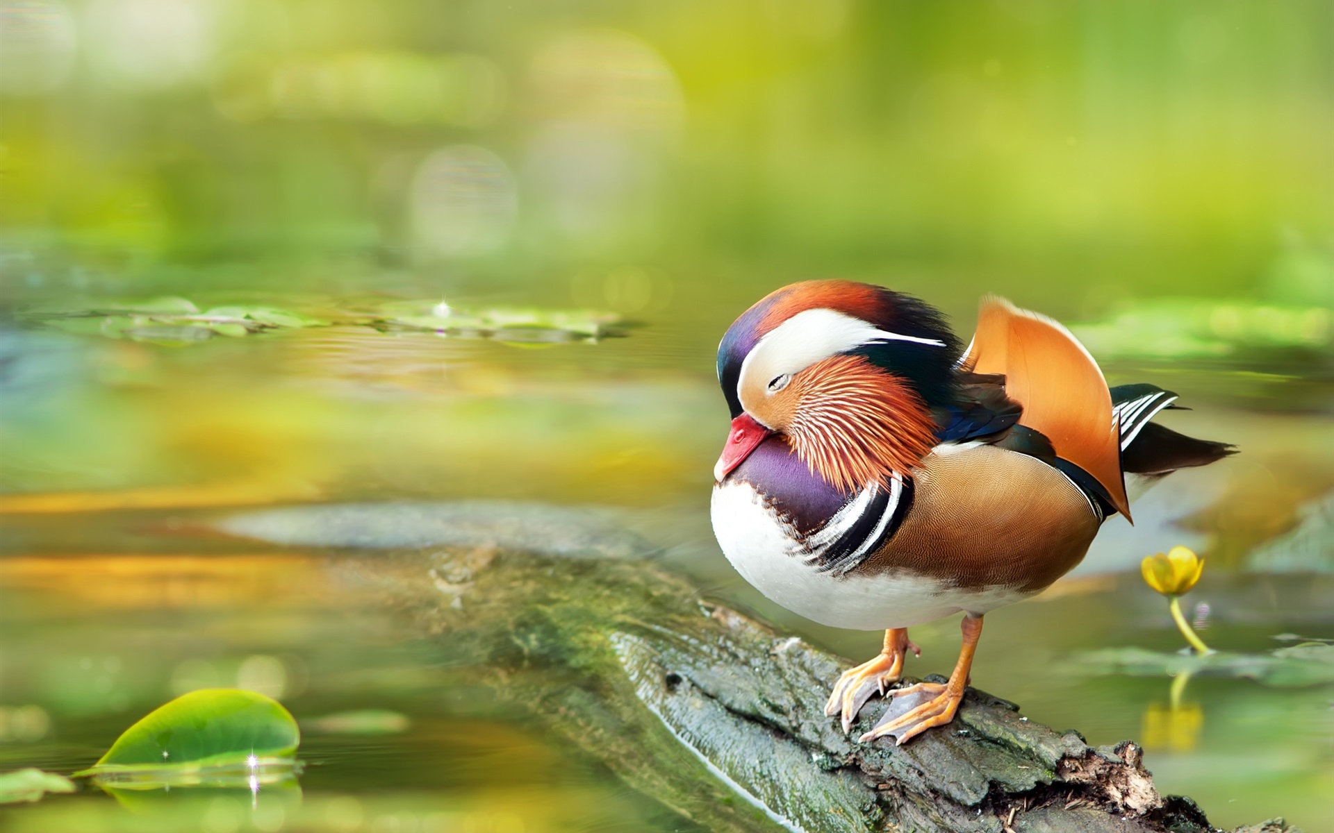 Amazing Mandarin Duck Desktop Wallpaper