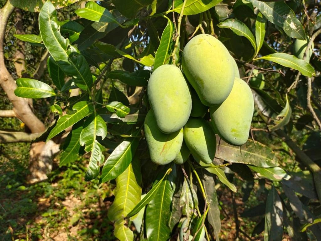 Amrapali Mango Image