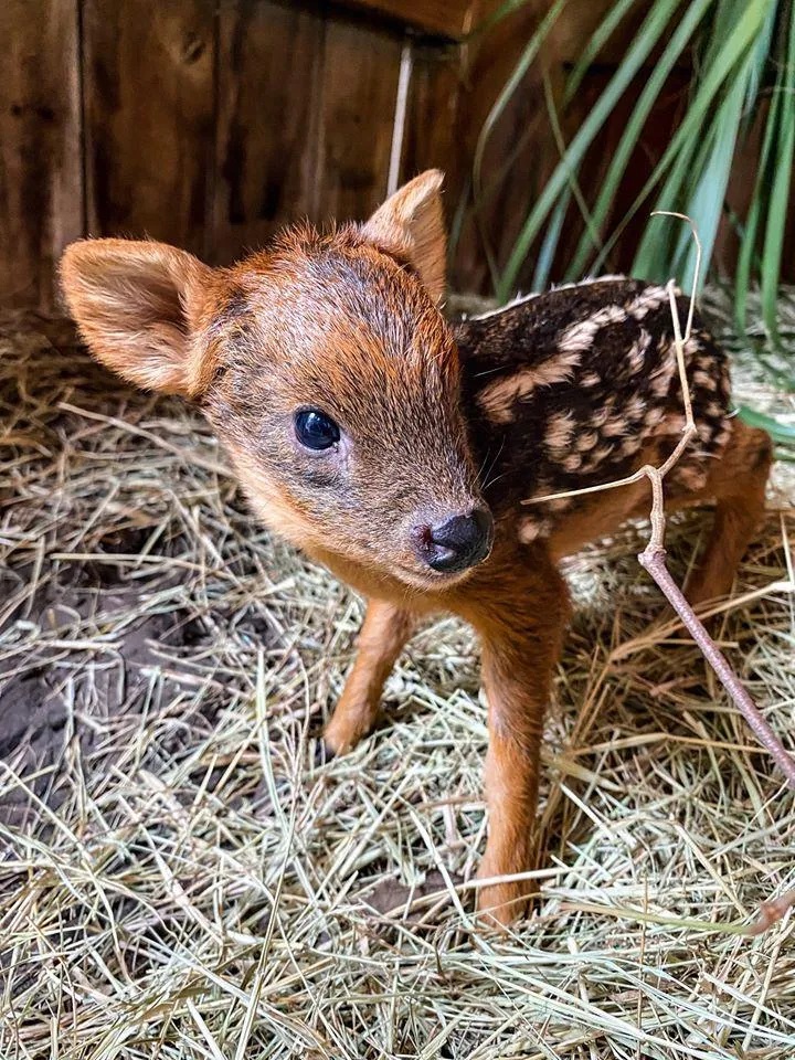 Baby Deer Pictures