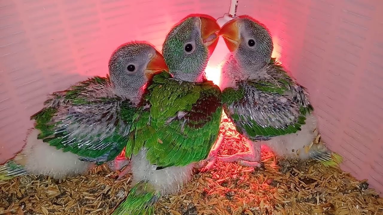Baby Parrot Photos
