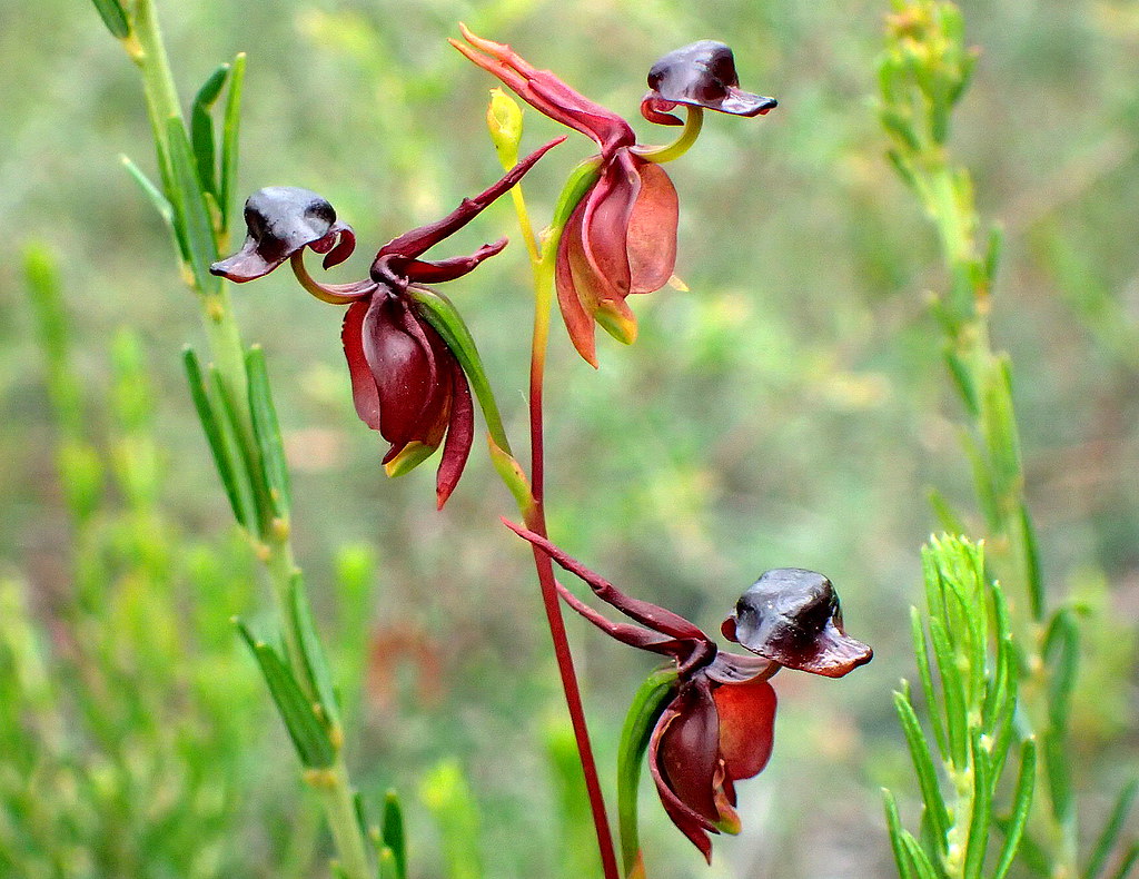 Beautiful Flying Duck Orchid