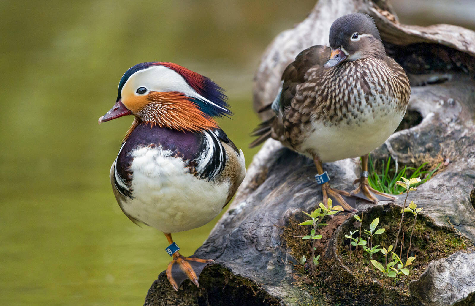 Beautiful Mandarin Duck Fotos