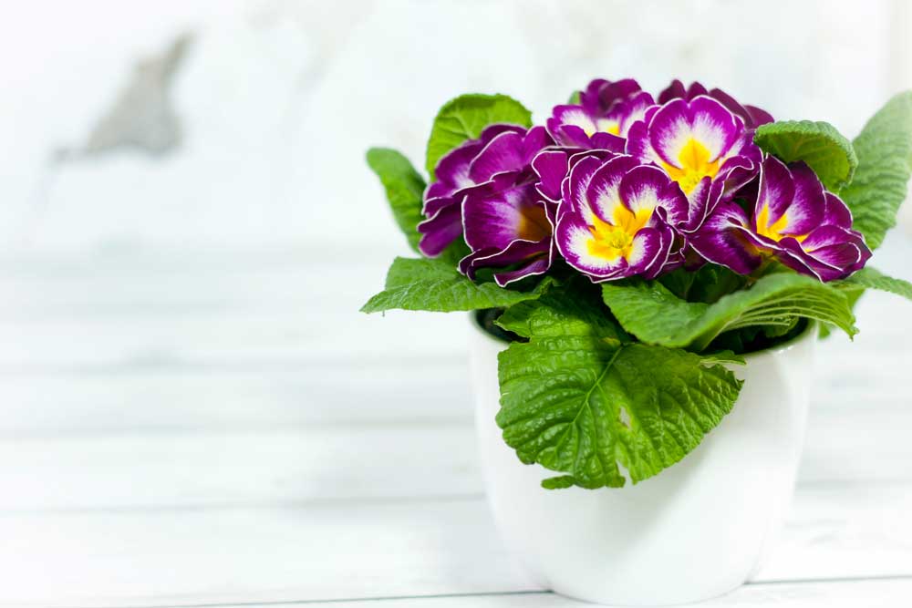 Beautiful Violet Flower Image