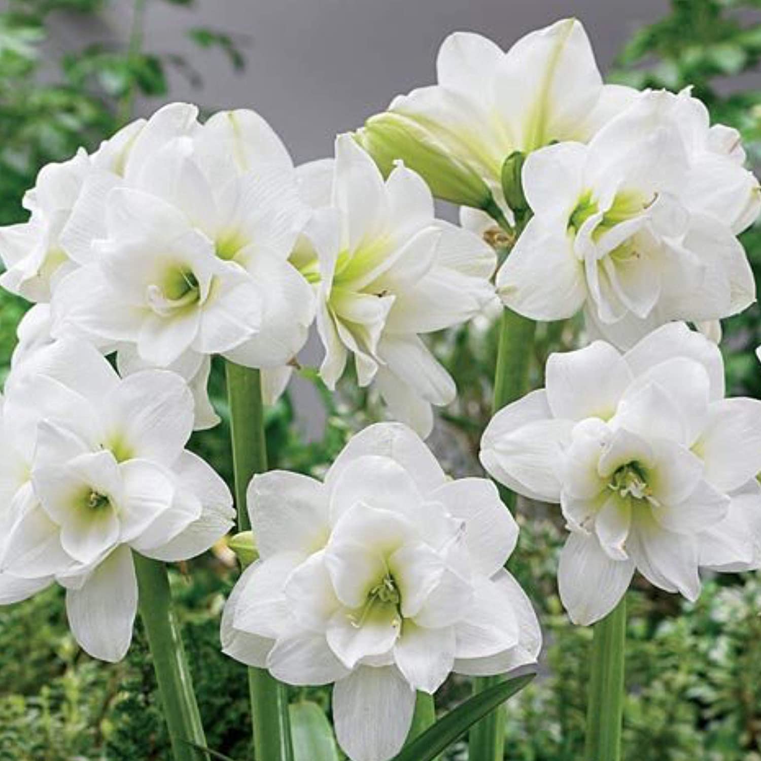 Beautiful White Flower Fotos
