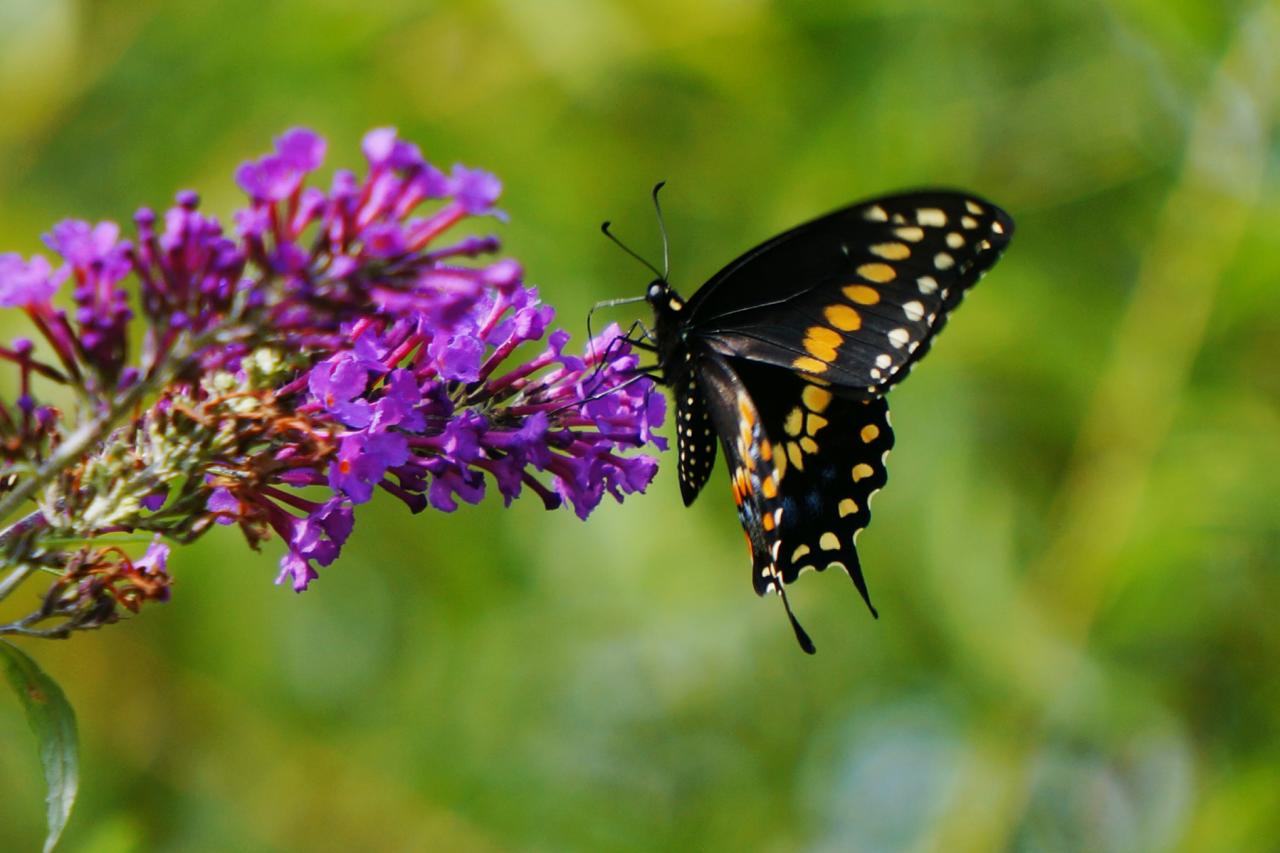 Black Butterfly Pics