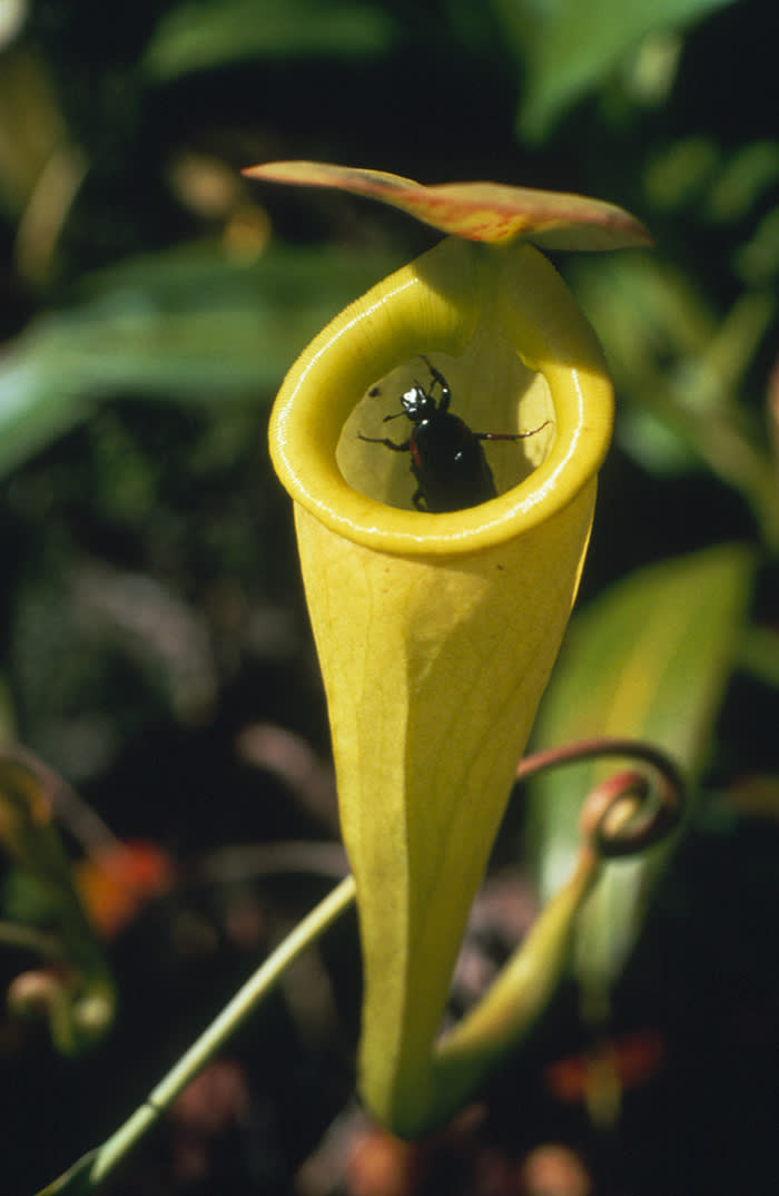 Carnivorous Insect Eater Plant