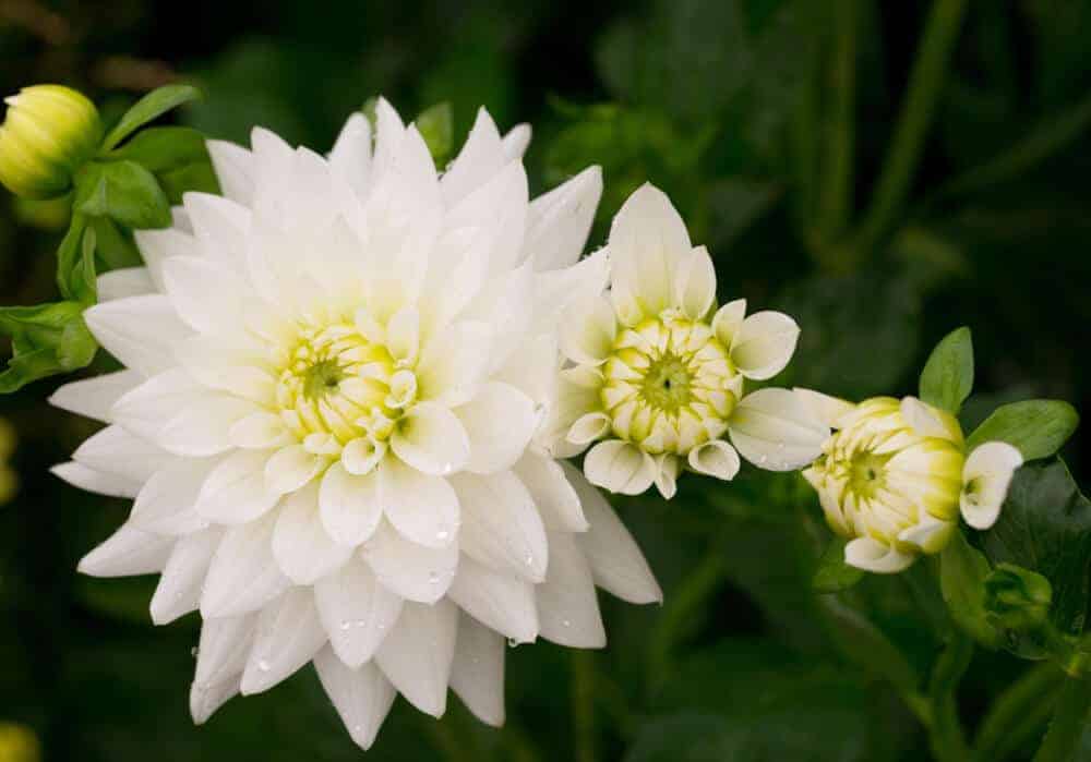 Chrysanthemum White Flower