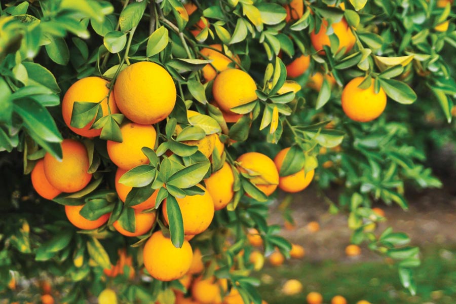 Citrus Tree Image