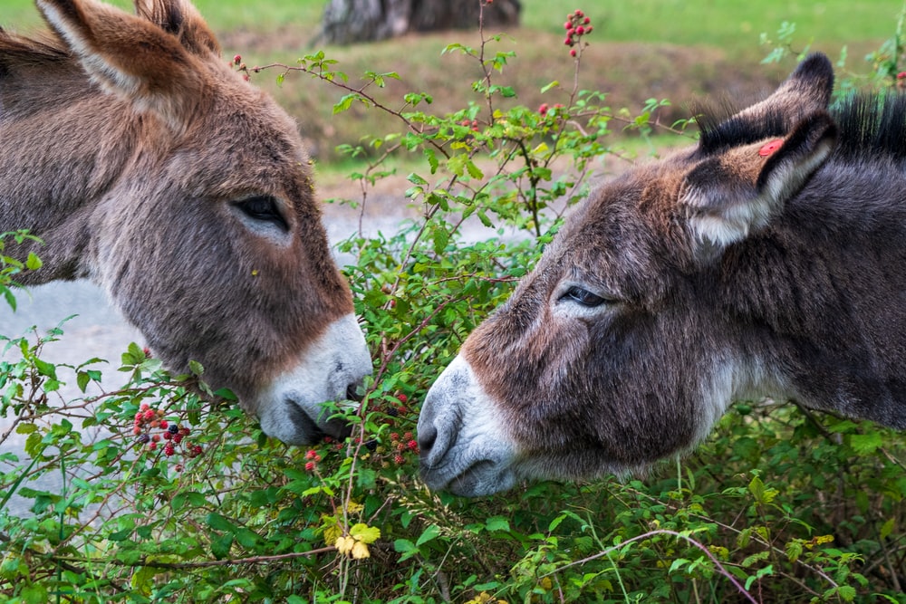 Couple Donkey Pictures
