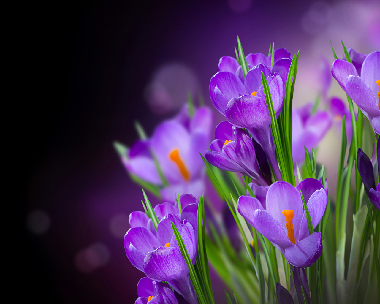 Crocuses Violet Flower Image
