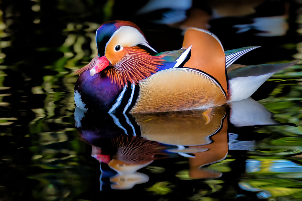 Cute Mandarin Duck Photos