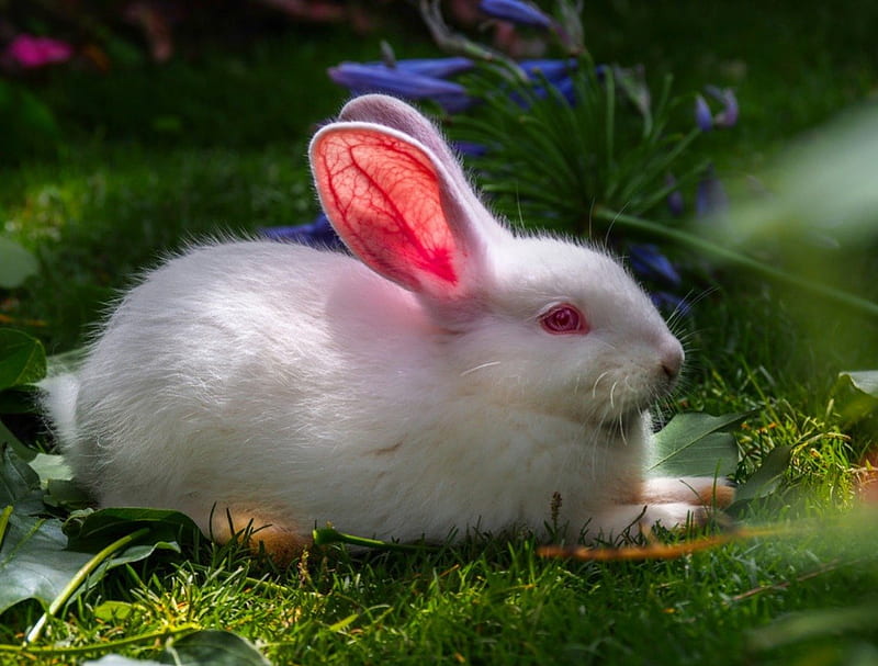 Cute Pet Rabbit