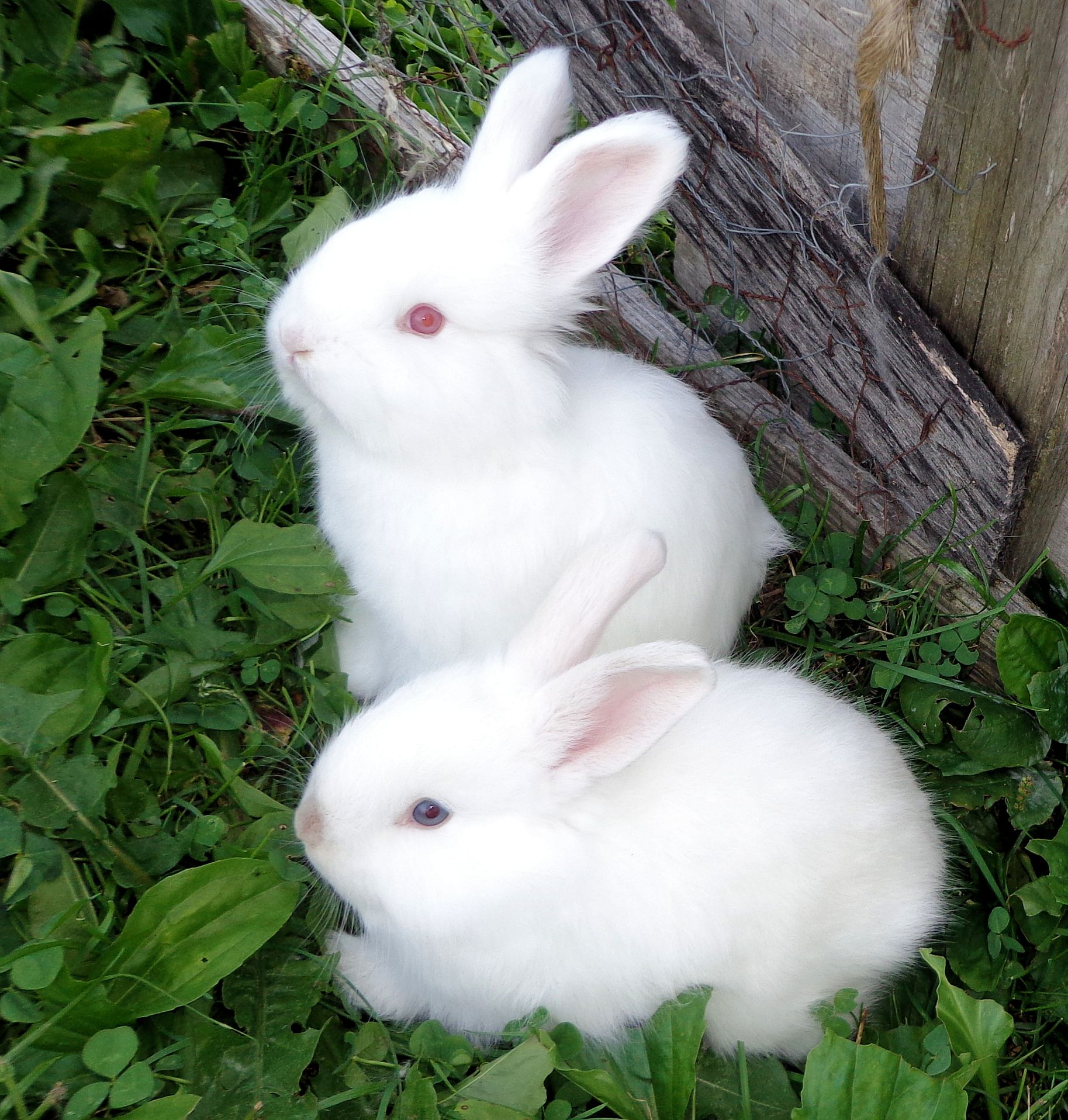 Cute Rabbit Images