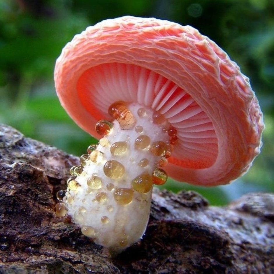 Different Mushroom Images