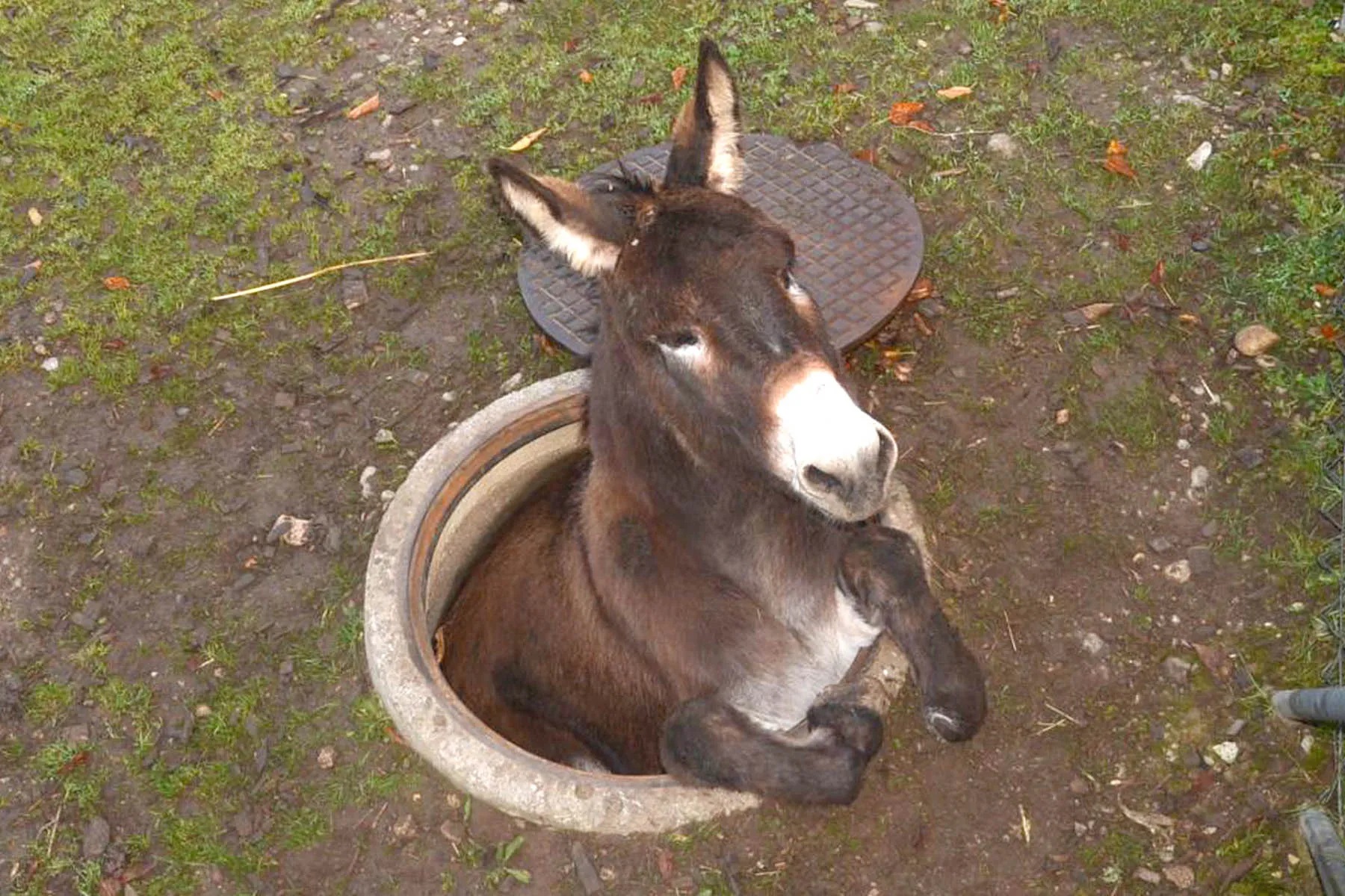 Donkey In Hole