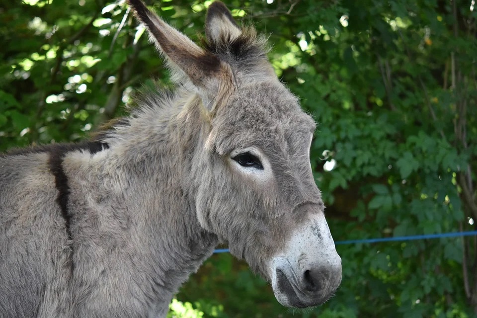 Donkey Photos