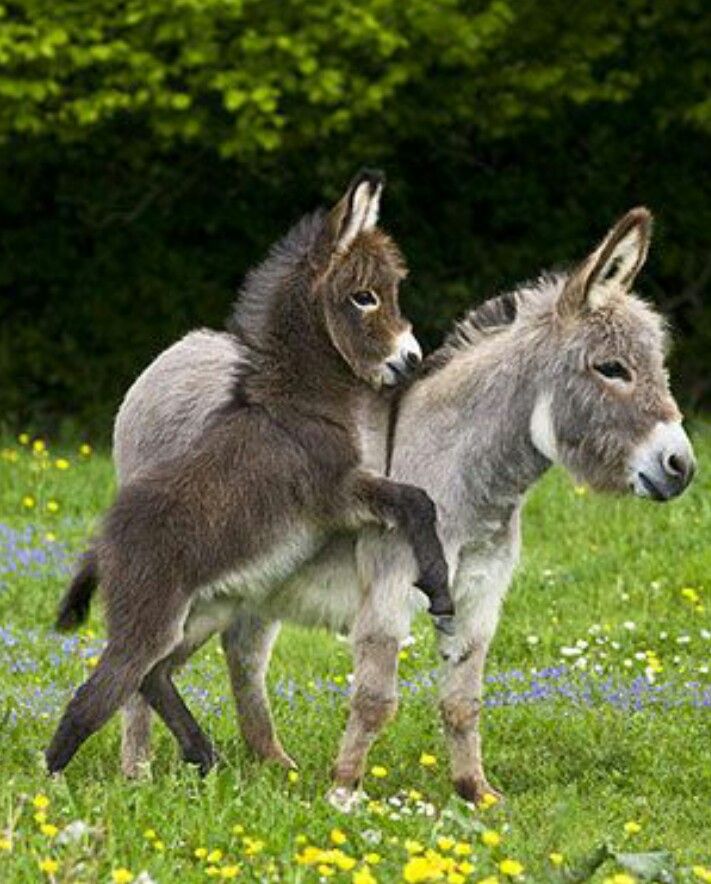 Donkey With Young One