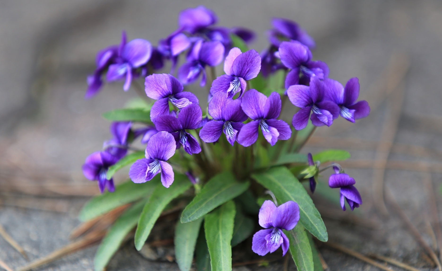 February Birth Violet Flower Image