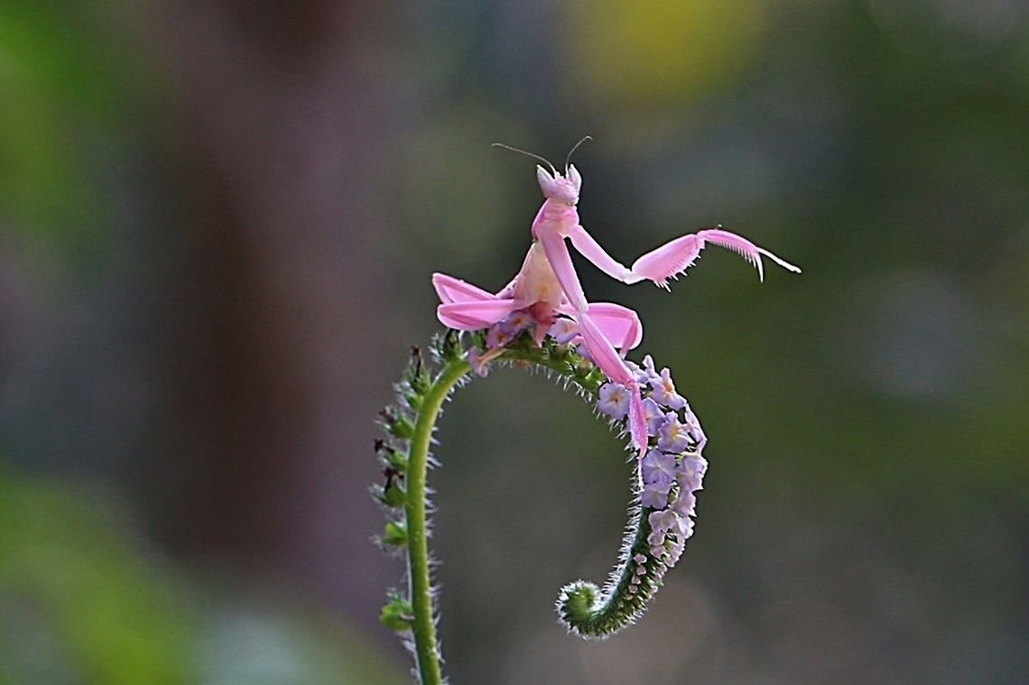 Flower Orchid Mantis Pic