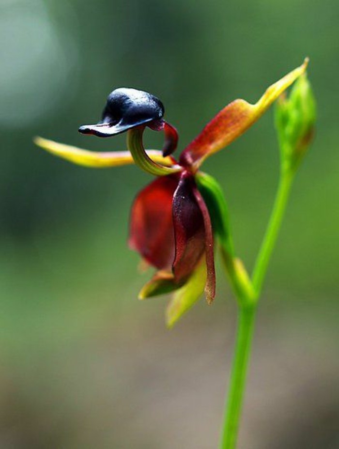 Flying Duck Rare Orchid
