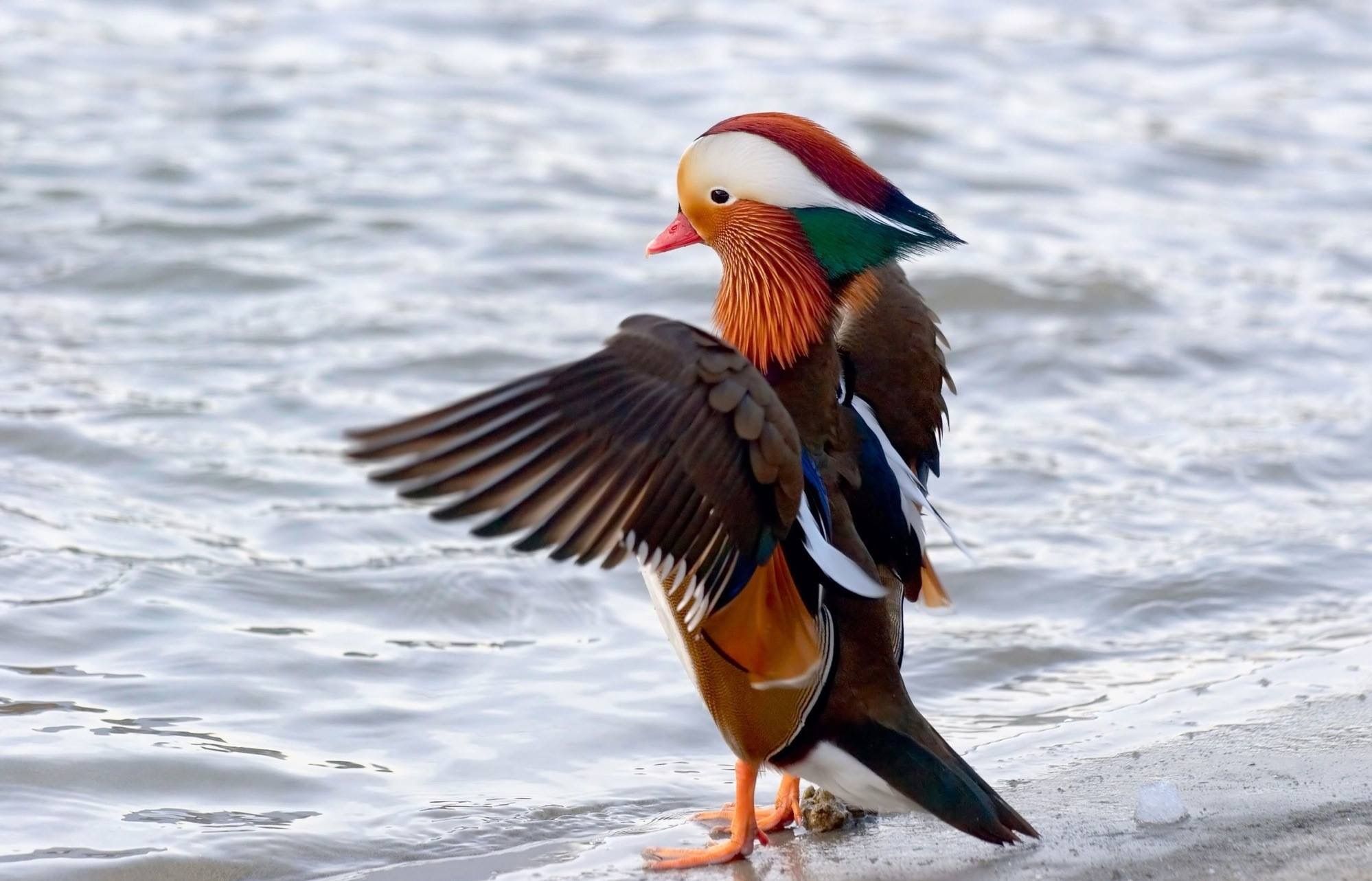 Flying Mandarin Duck Pictures