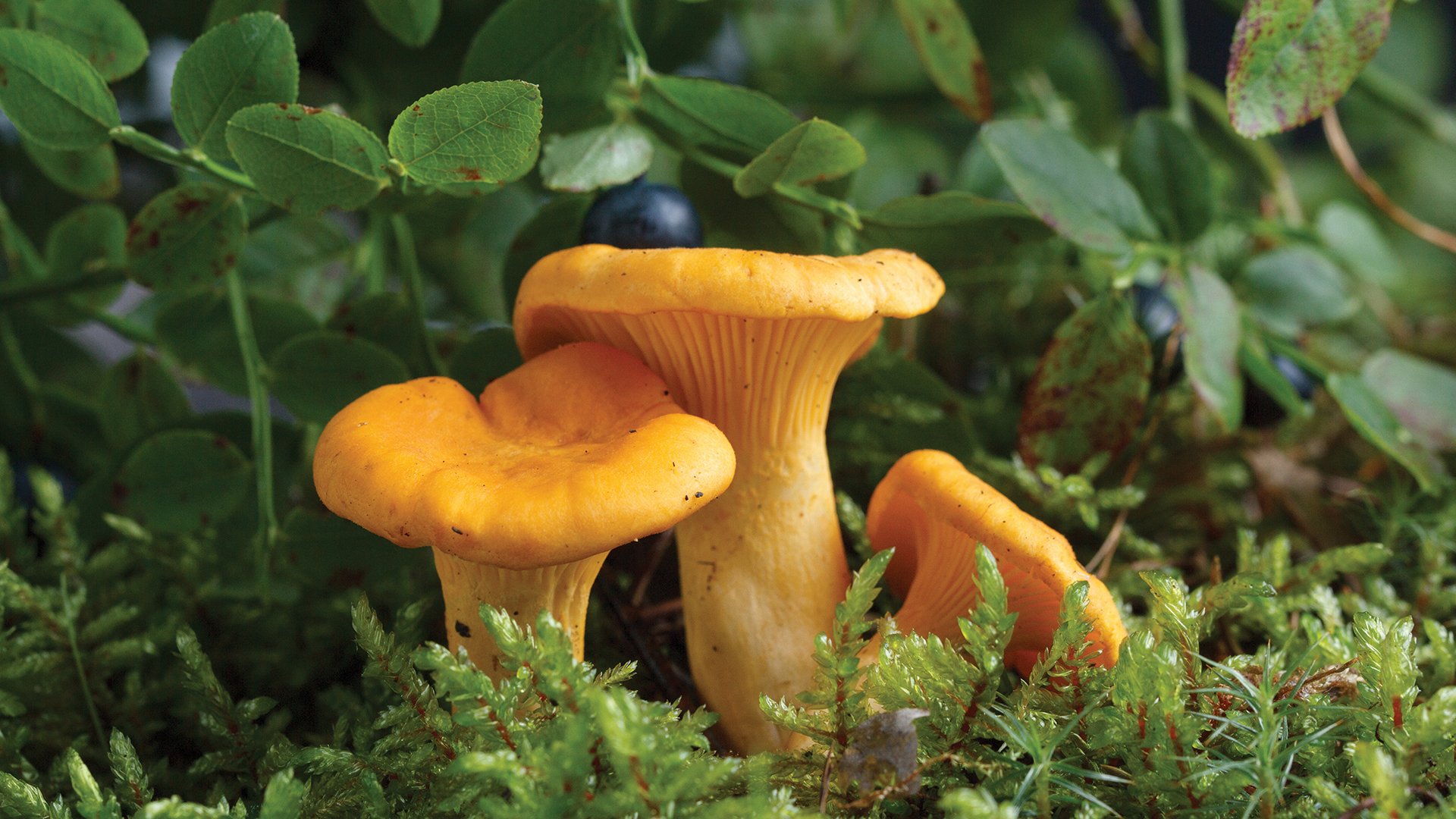 Forest Mushroom Image