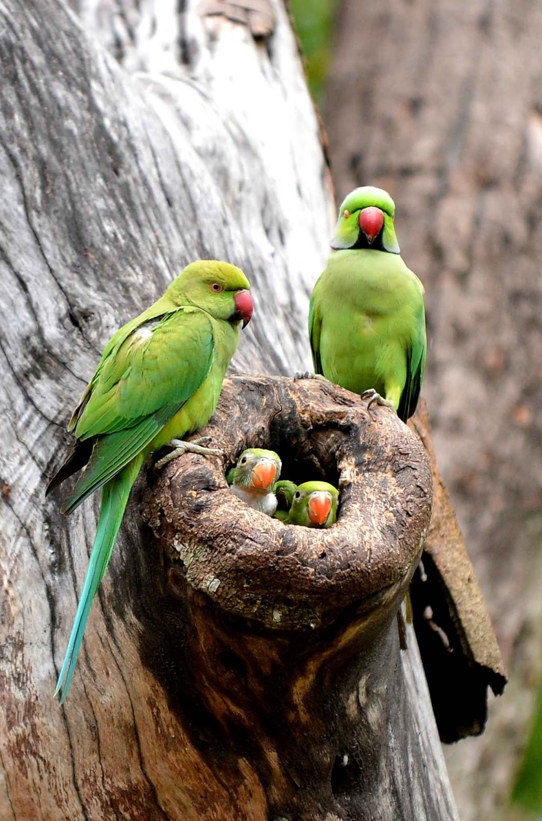 Green Parrot With Baby Parrot