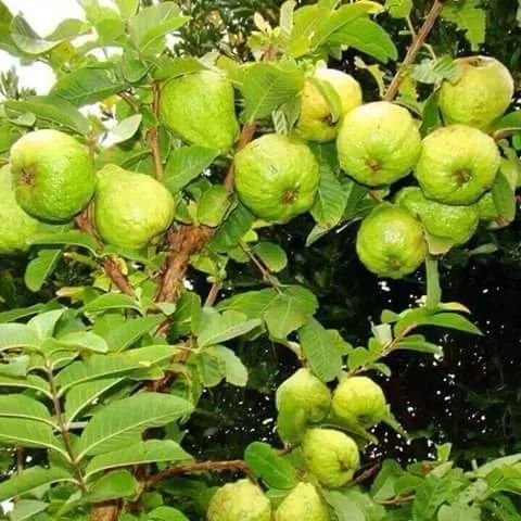Guava Tree Photo