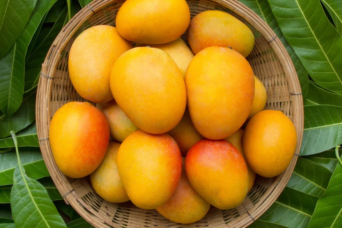 Healthy Mango Images