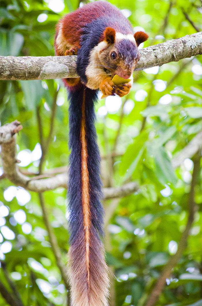 Indian Giant Malabar Squirrel Images