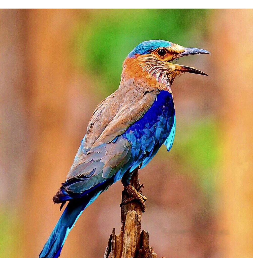 Indian Roller Colorful Pictures