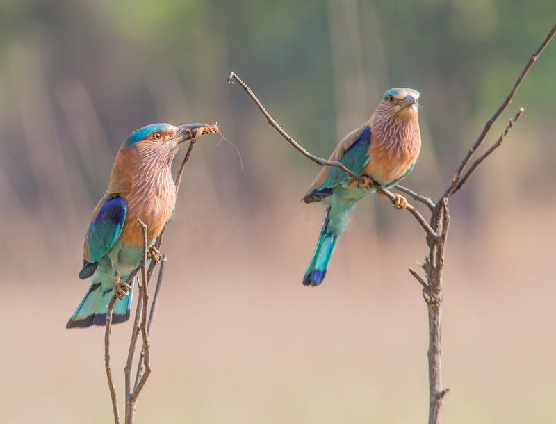 Indian Roller Couple Bird Pictures