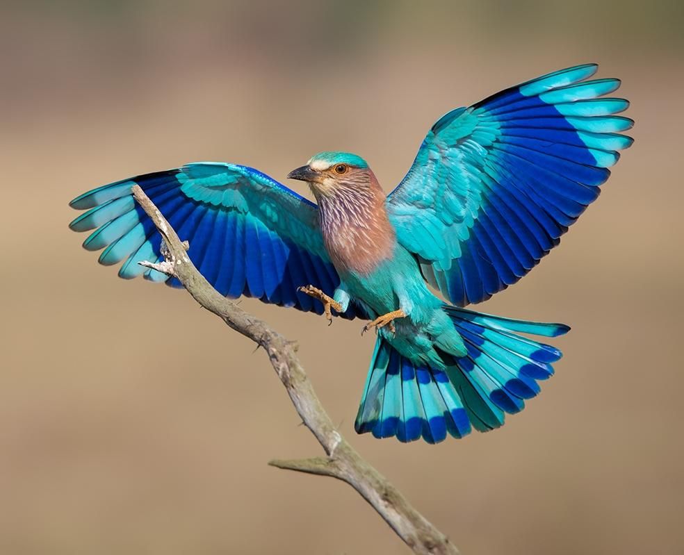 Indian Roller Flying Image
