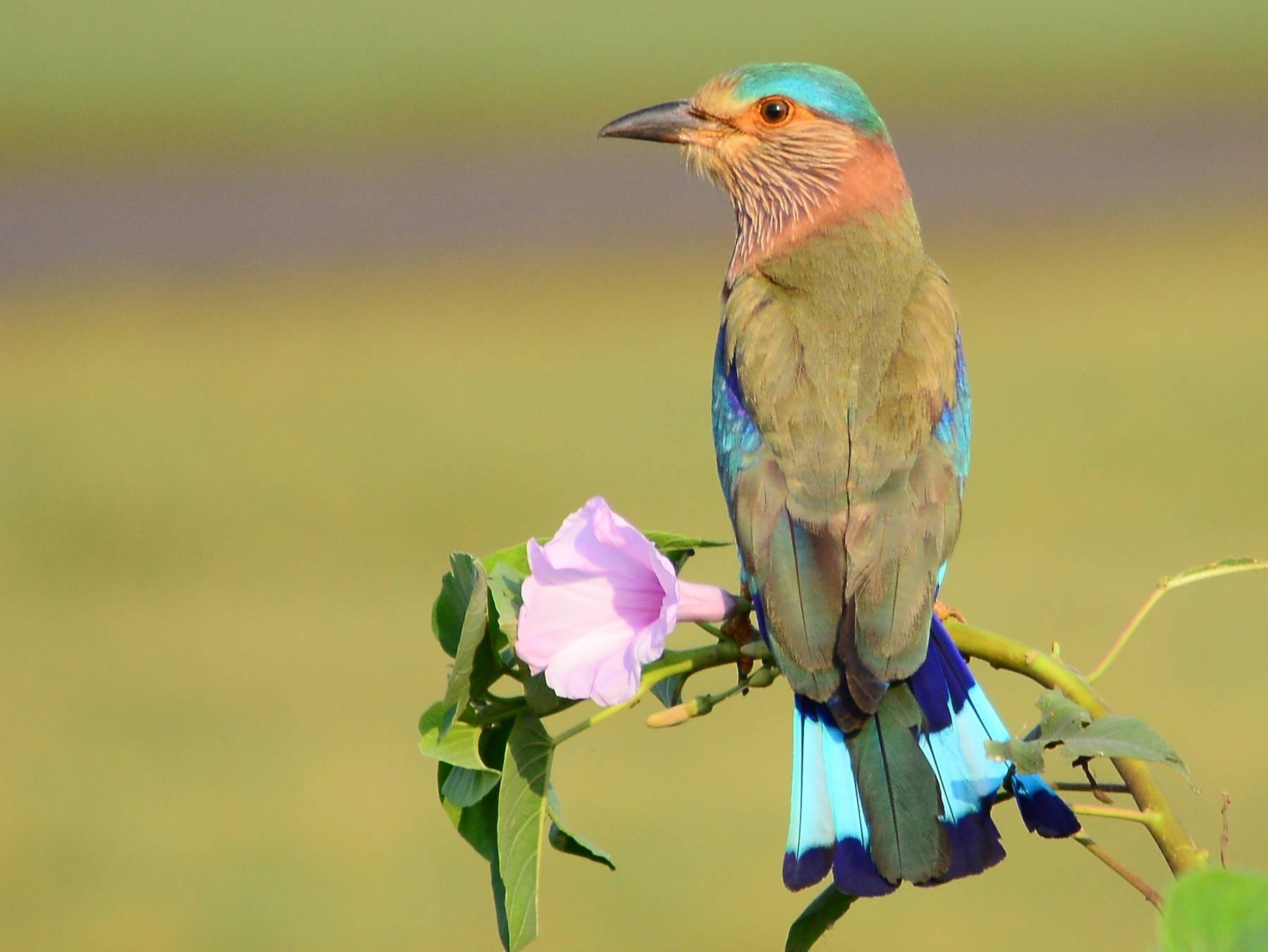 Indian Roller Pictures