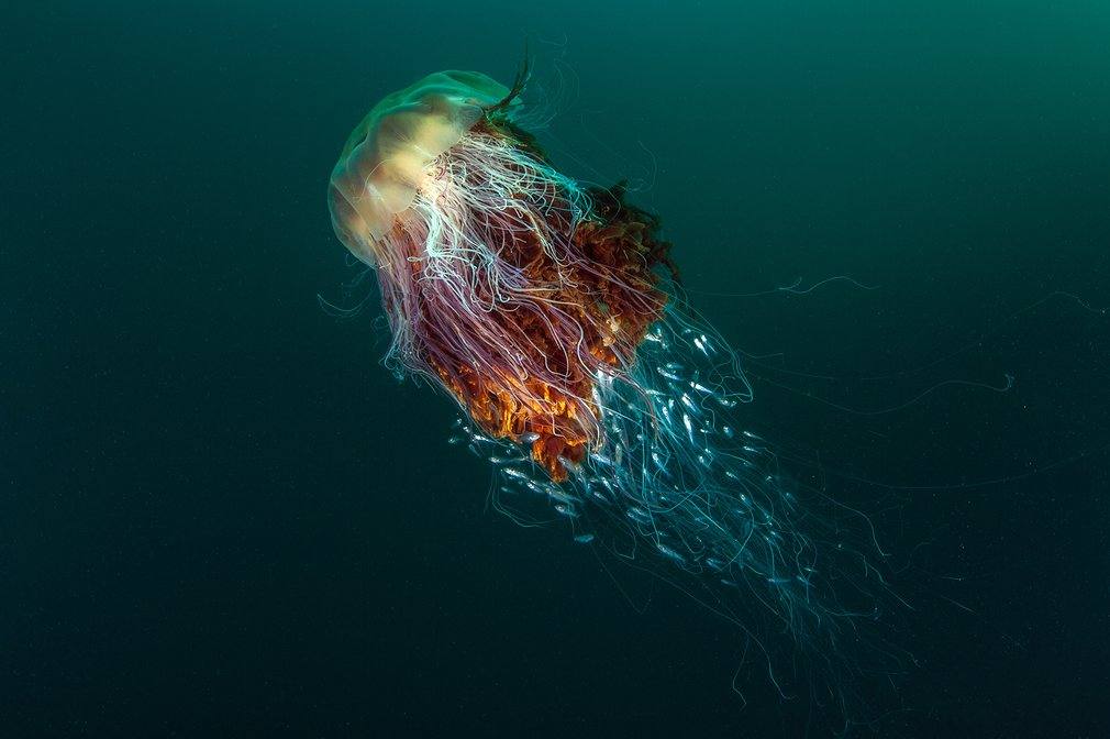 Jellyfish Underwater Photography